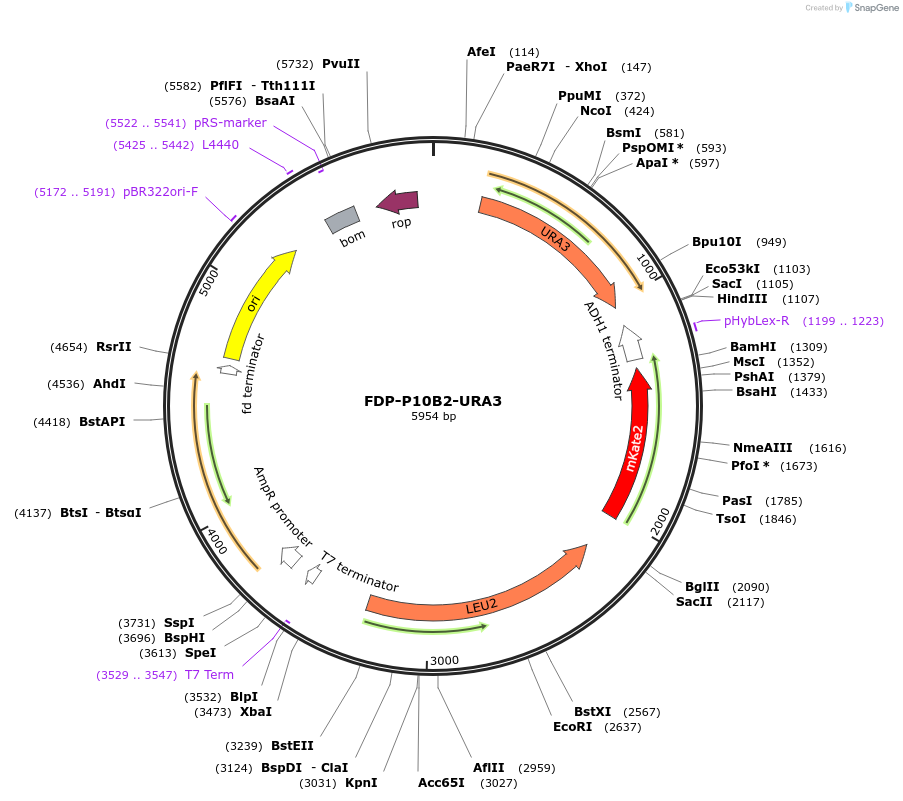 130875-plasmid-map-sequence-id-254747
