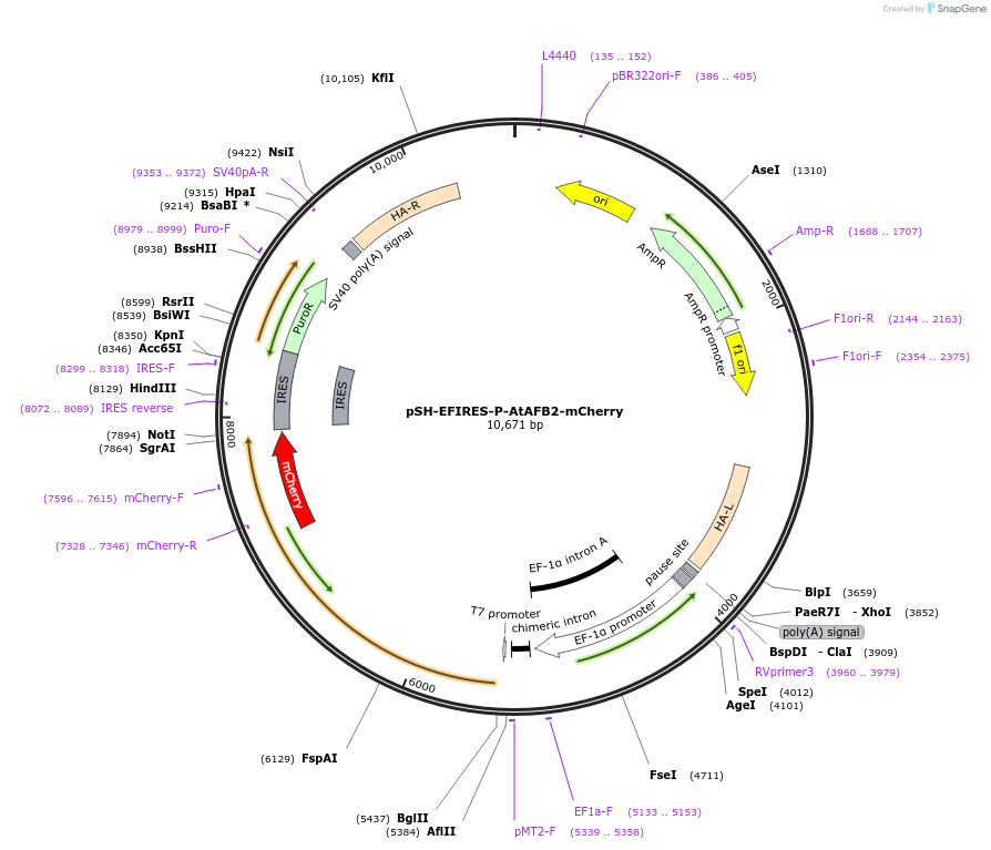 129716-plasmid-map-sequence-id-254750