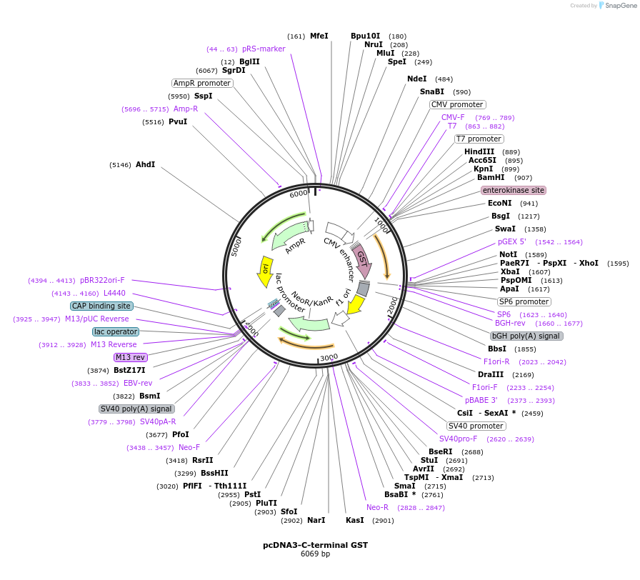 128025-plasmid-map-sequence-id-254769
