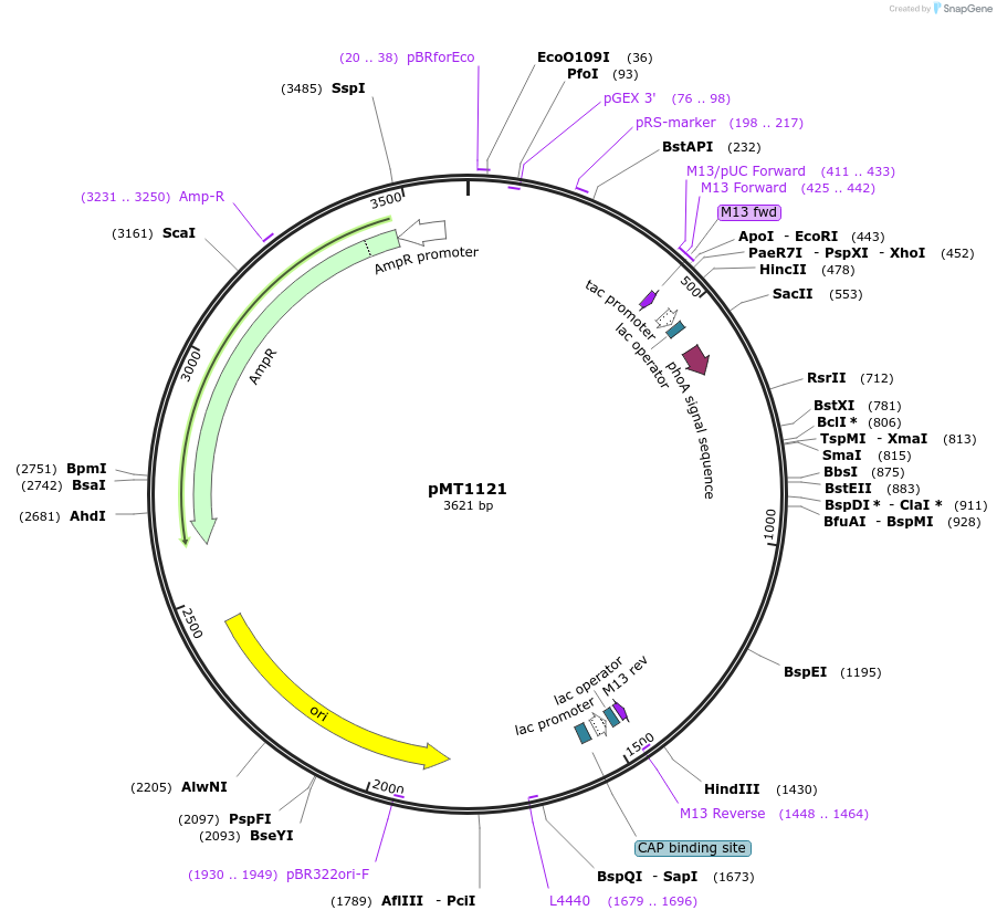 8620-plasmid-map-sequence-id-254775