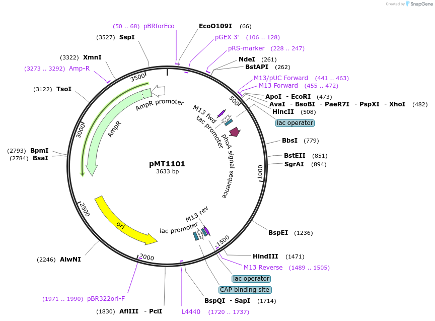 8619-plasmid-map-sequence-id-254776