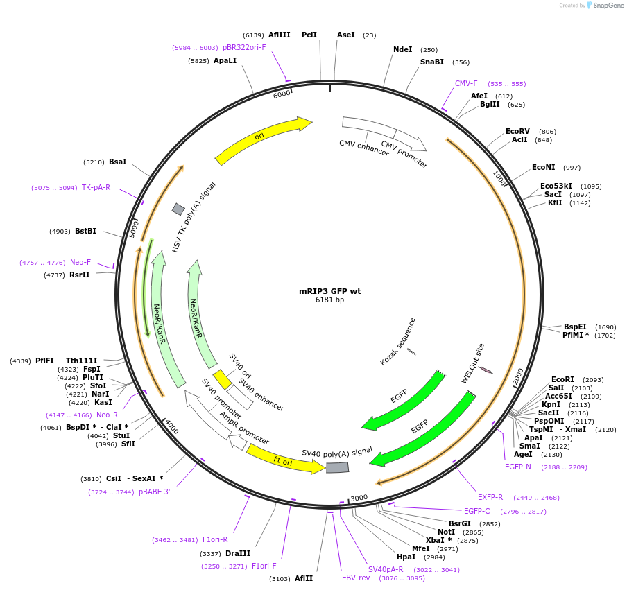 41382-plasmid-map-sequence-id-254780