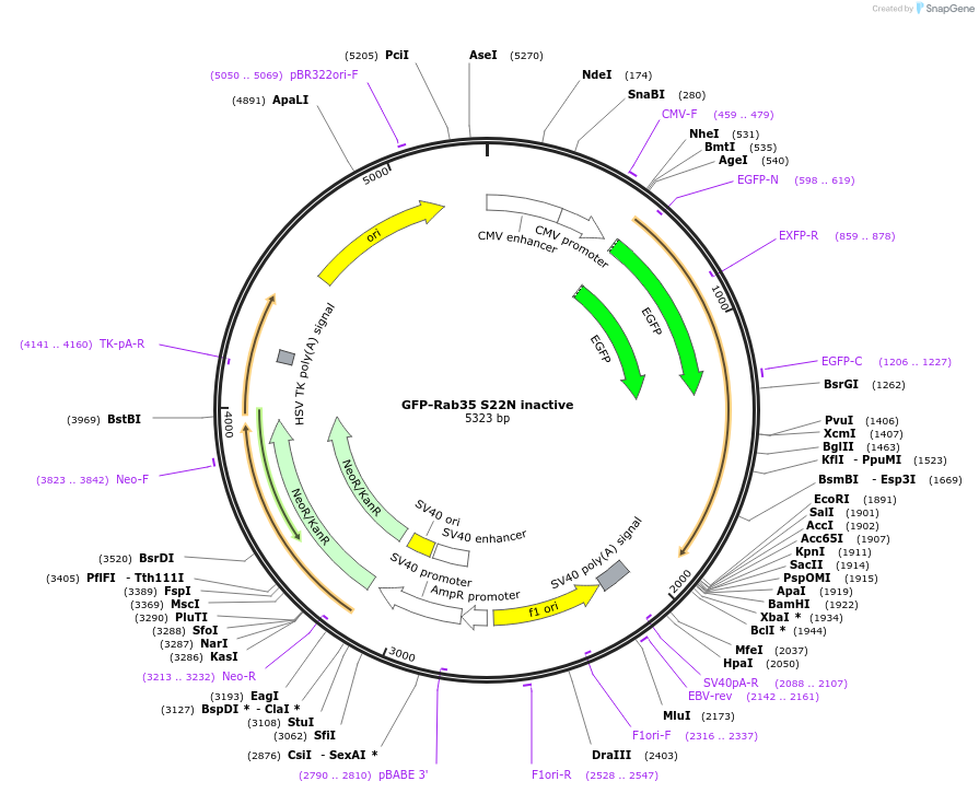 47426-plasmid-map-sequence-id-254781