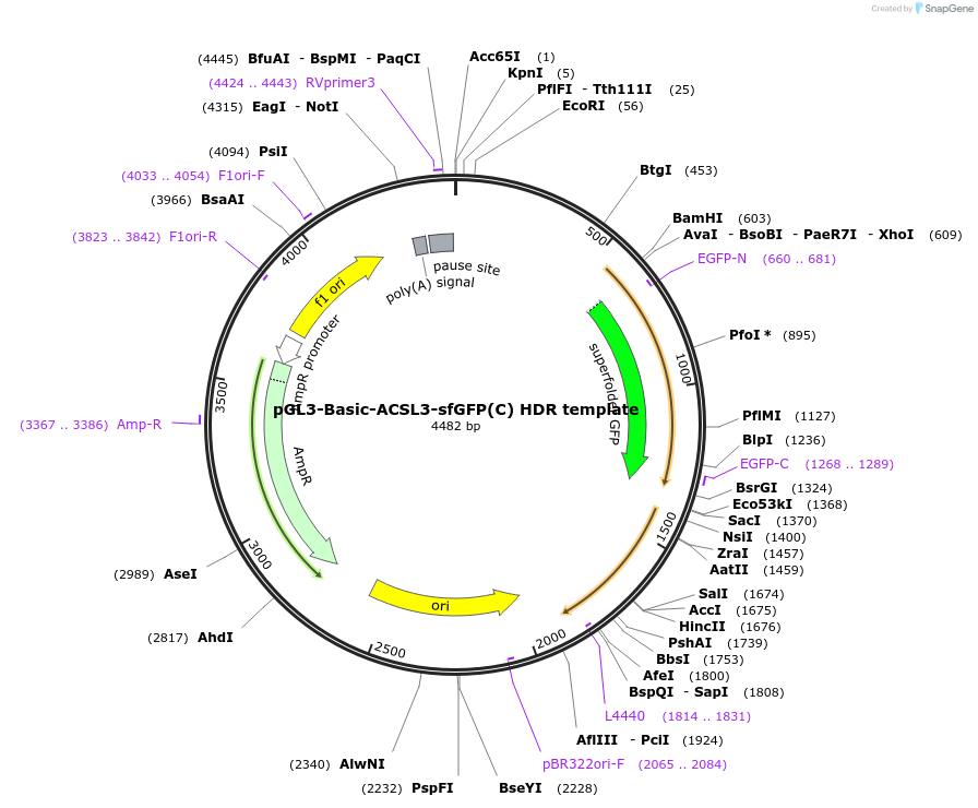 129413-plasmid-map-sequence-id-254784