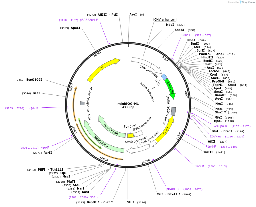 54824-plasmid-map-sequence-id-254785