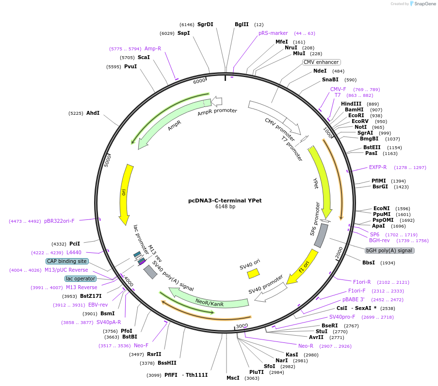 128027-plasmid-map-sequence-id-254786