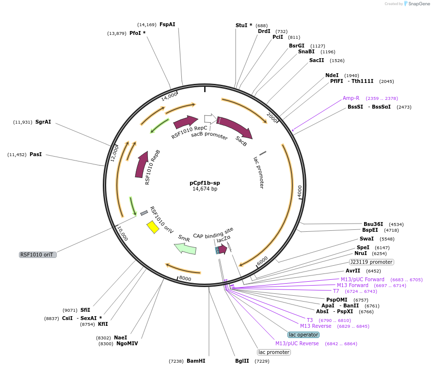 122188-plasmid-map-sequence-id-254791