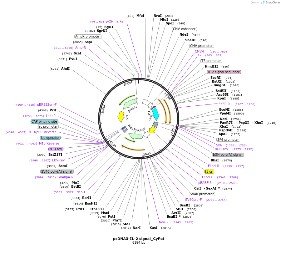 128029-plasmid-map-sequence-id-254793
