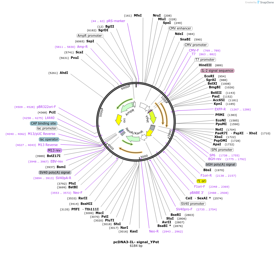 128030-plasmid-map-sequence-id-254795
