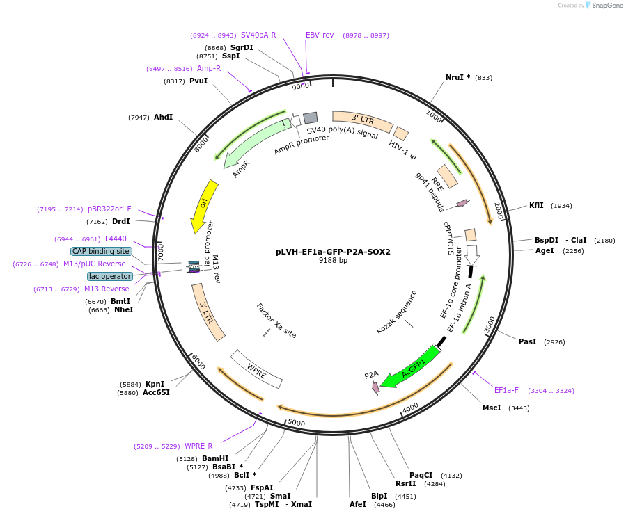 130693-plasmid-map-sequence-id-254796
