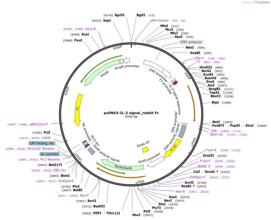 128031-plasmid-map-sequence-id-254802