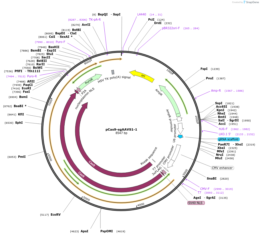 129726-plasmid-map-sequence-id-254805