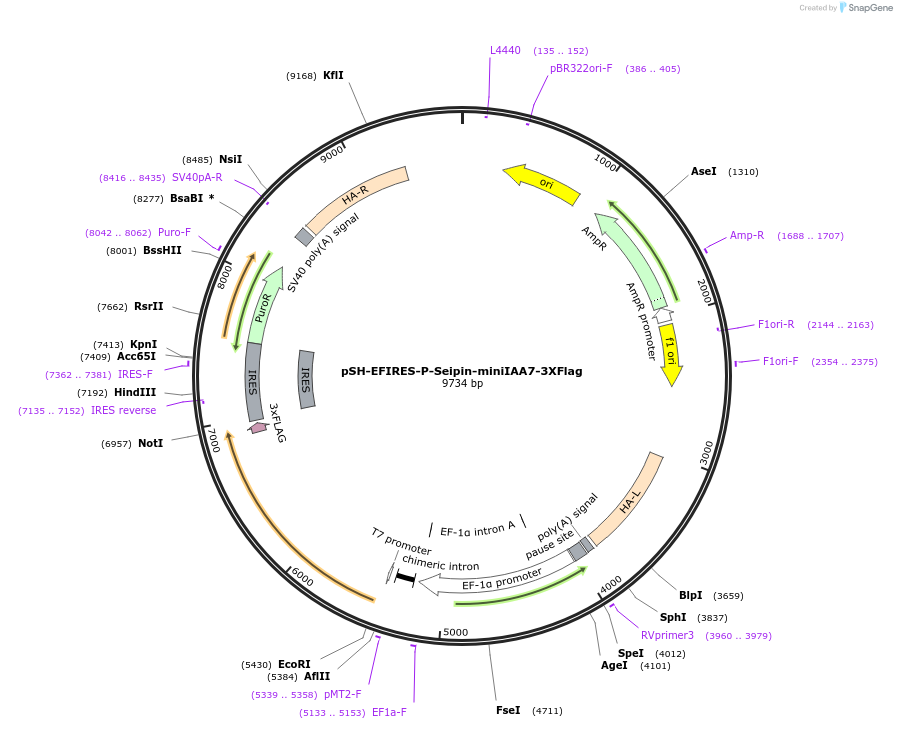 129722-plasmid-map-sequence-id-254817