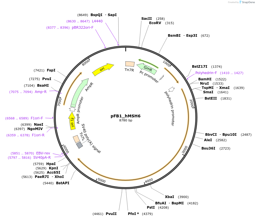 129424-plasmid-map-sequence-id-254819