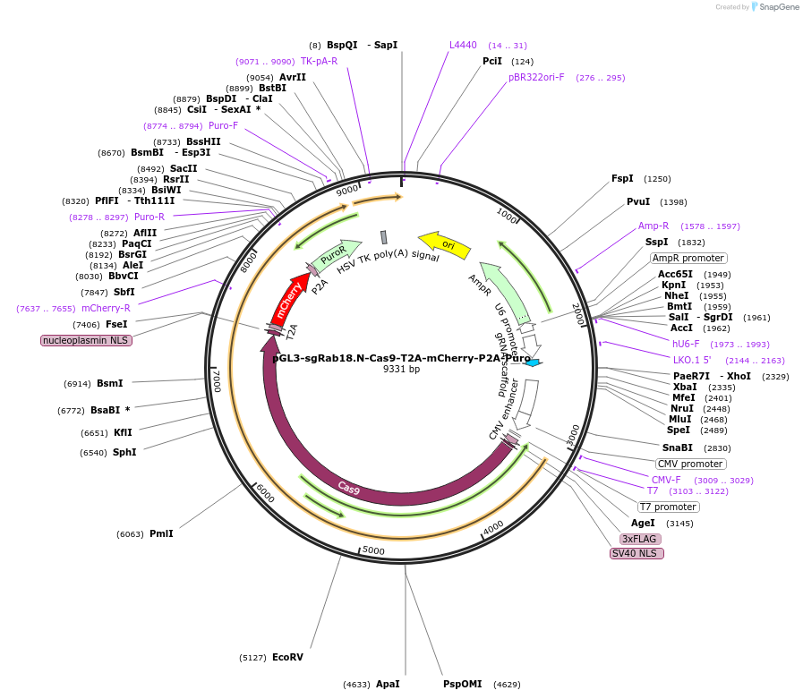 129418-plasmid-map-sequence-id-254820