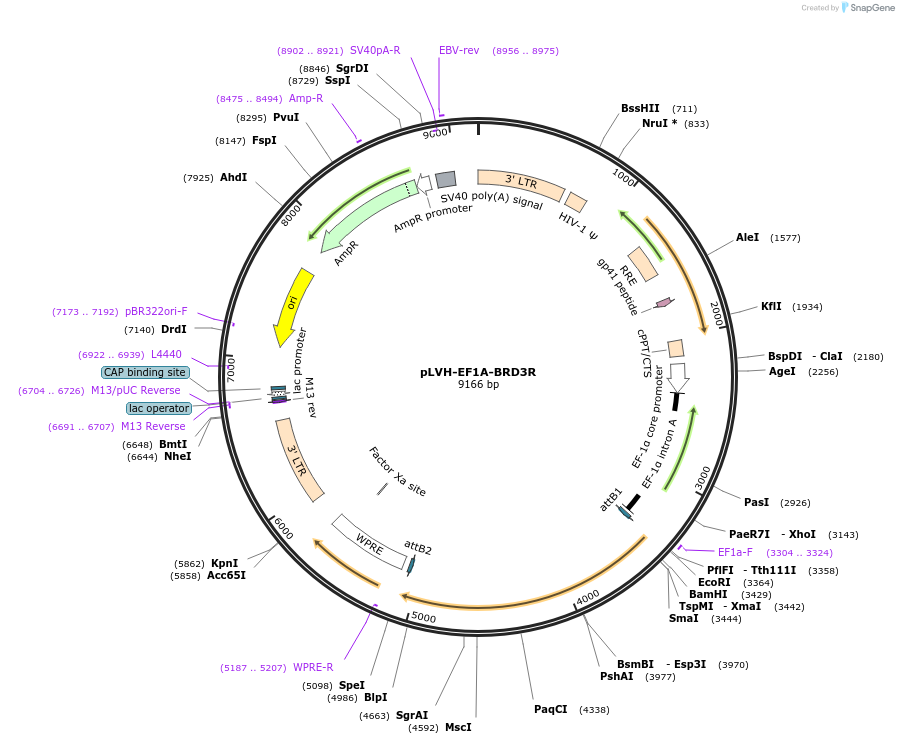 130696-plasmid-map-sequence-id-254824
