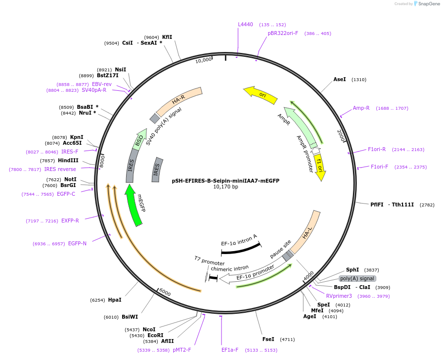 129719-plasmid-map-sequence-id-254827