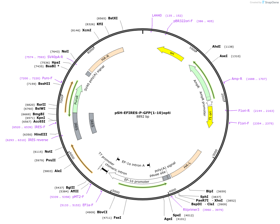 129416-plasmid-map-sequence-id-254828
