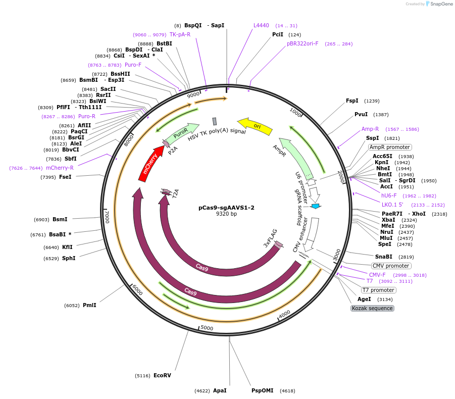 129727-plasmid-map-sequence-id-254829
