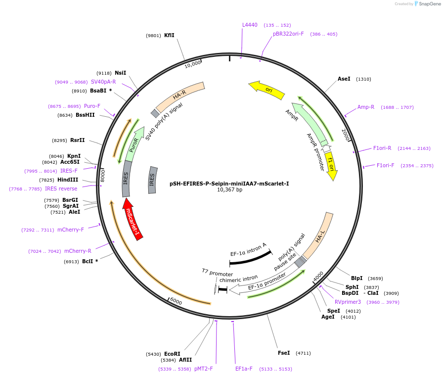 129721-plasmid-map-sequence-id-254832