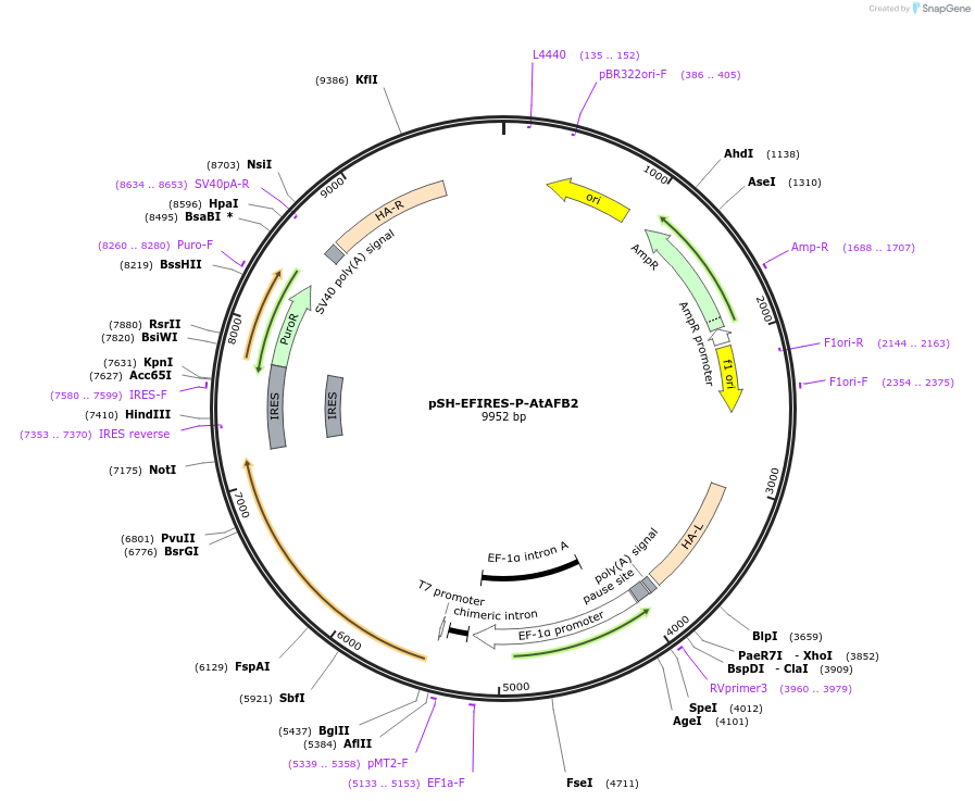129715-plasmid-map-sequence-id-254833