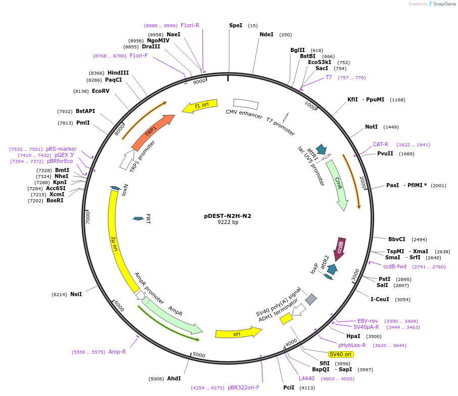 125548-plasmid-map-sequence-id-254836
