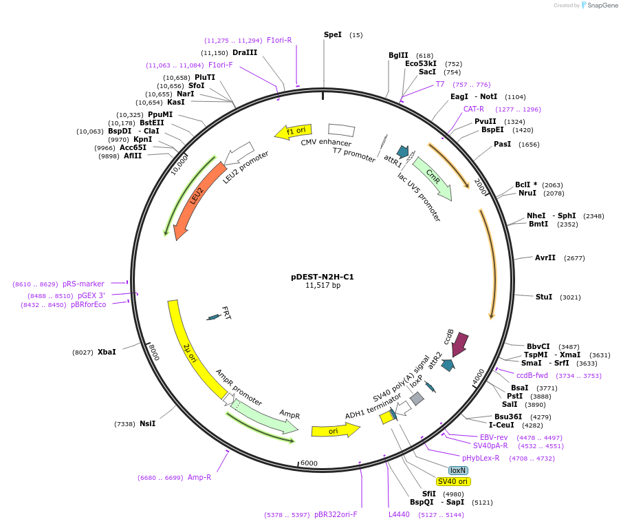 125549-plasmid-map-sequence-id-254837