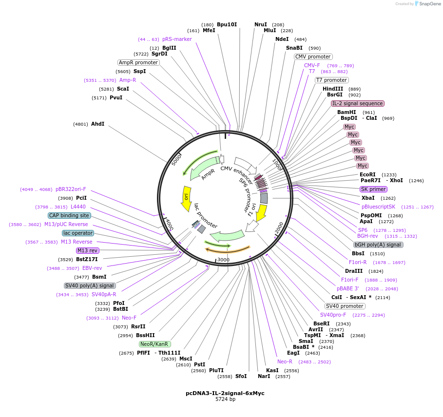 128033-plasmid-map-sequence-id-254838