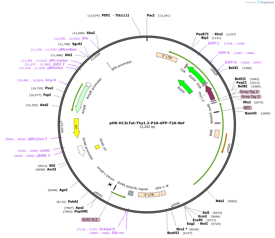 126553-plasmid-map-sequence-id-254839