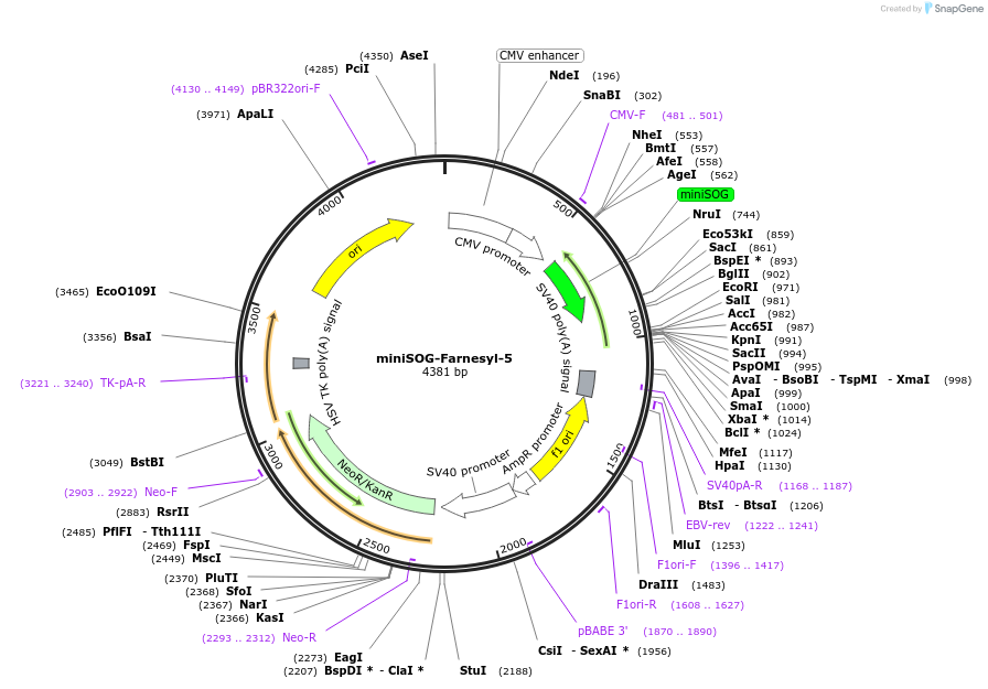 62782-plasmid-map-sequence-id-254842
