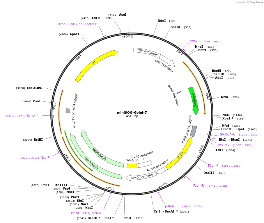 57768-plasmid-map-sequence-id-254843