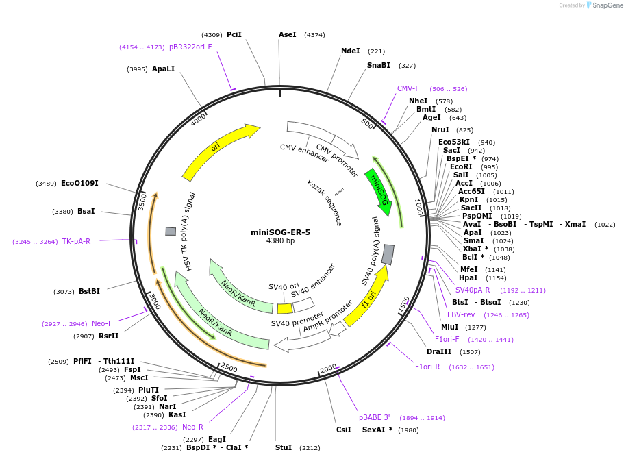 57766-plasmid-map-sequence-id-254845