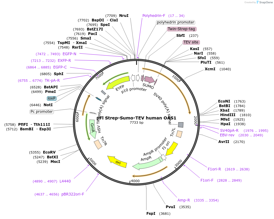 130895-plasmid-map-sequence-id-254846