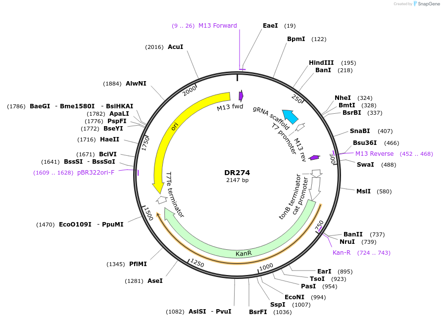 42250-plasmid-map-sequence-id-254852