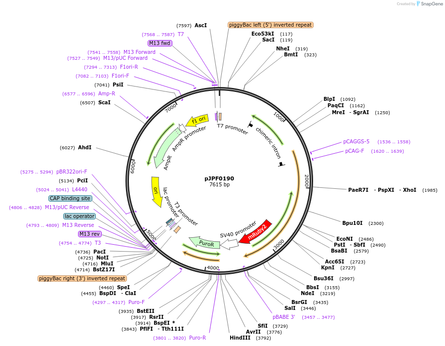 130268-plasmid-map-sequence-id-254859