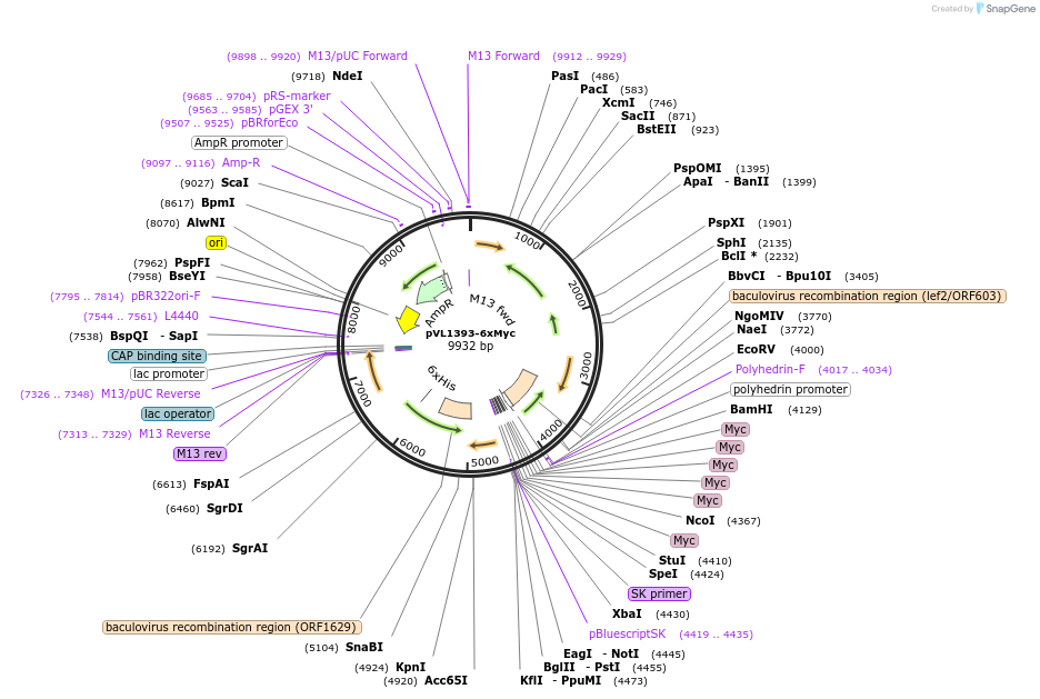 128035-plasmid-map-sequence-id-254860
