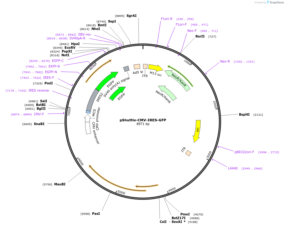 128036-plasmid-map-sequence-id-254862