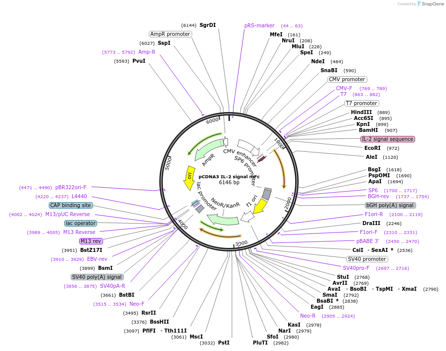 128042-plasmid-map-sequence-id-254868
