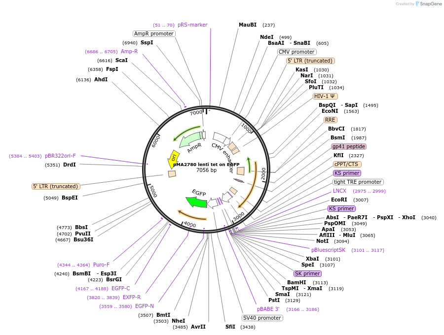 128043-plasmid-map-sequence-id-254872