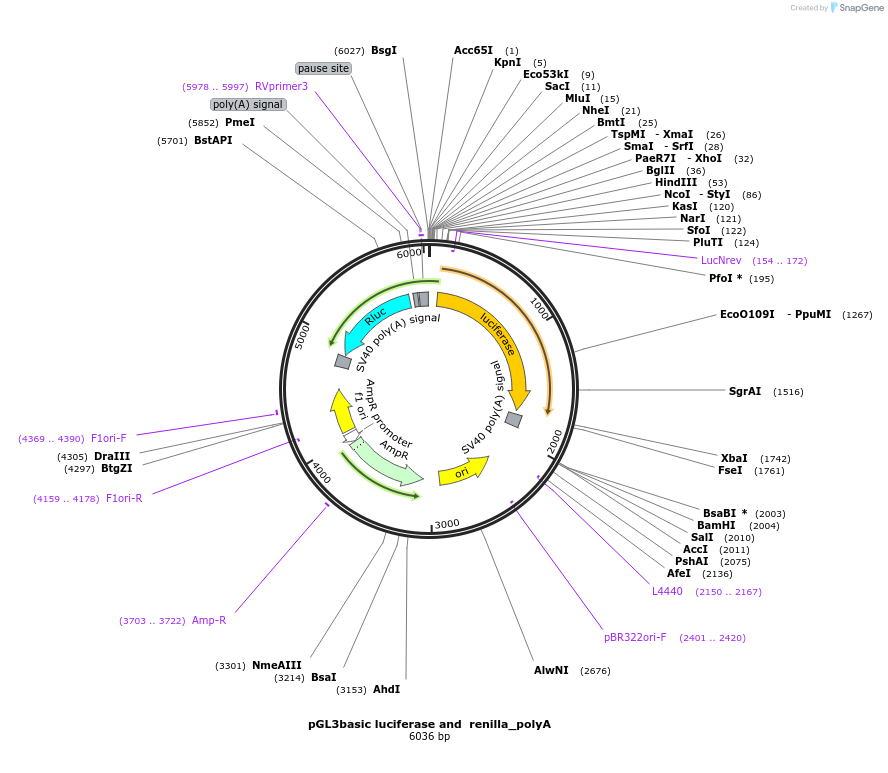 128046-plasmid-map-sequence-id-254873