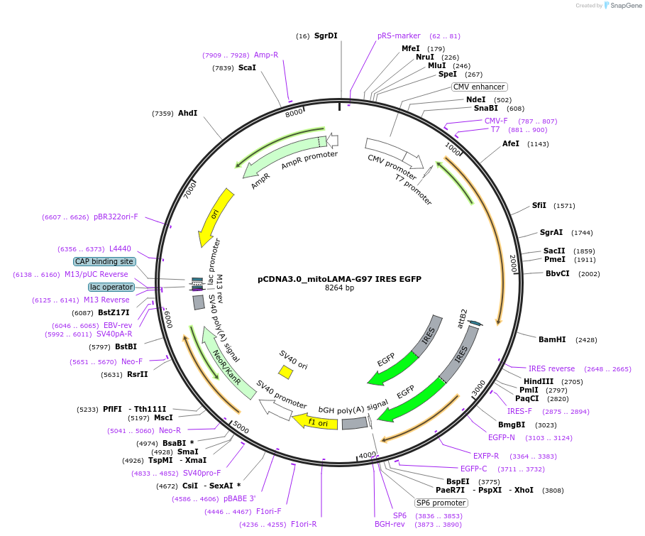 130707-plasmid-map-sequence-id-254903