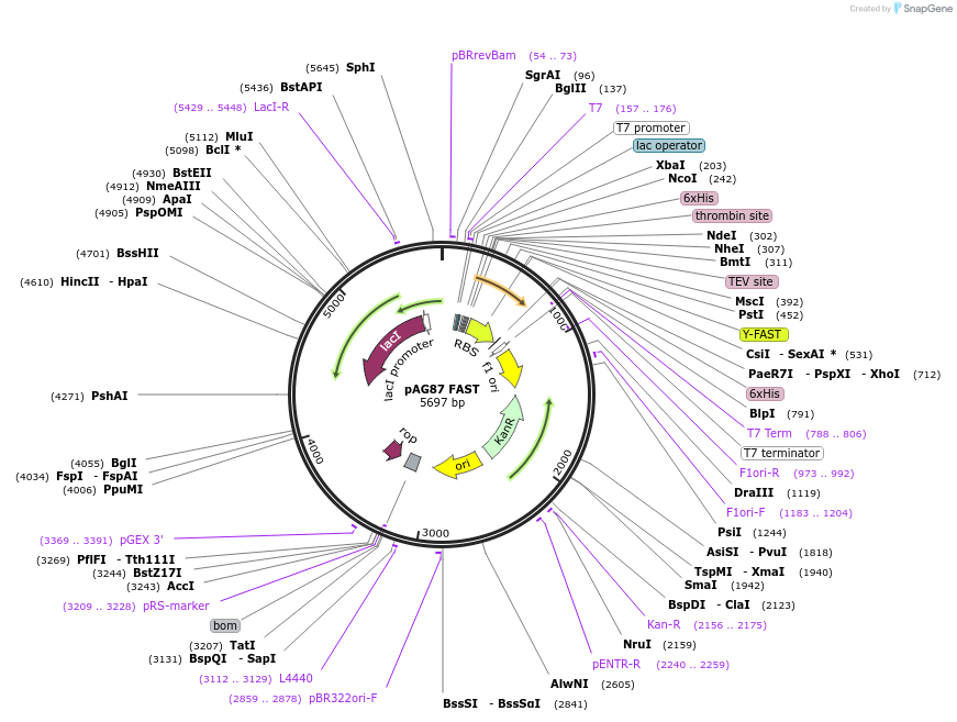 130719-plasmid-map-sequence-id-254913