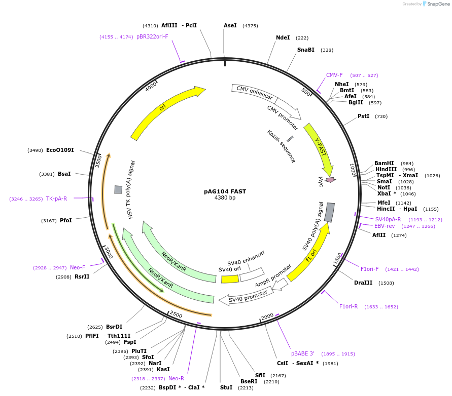 130720-plasmid-map-sequence-id-254914