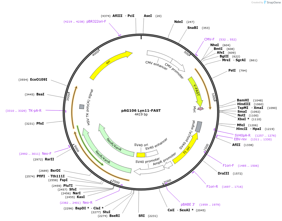 130721-plasmid-map-sequence-id-254917