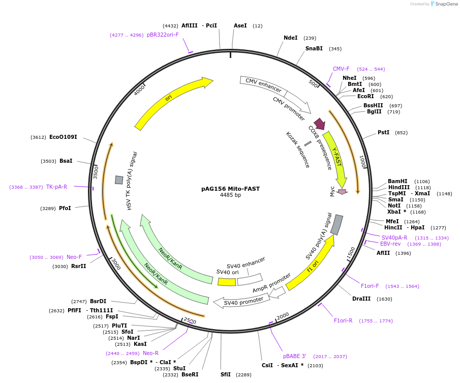 130723-plasmid-map-sequence-id-254926
