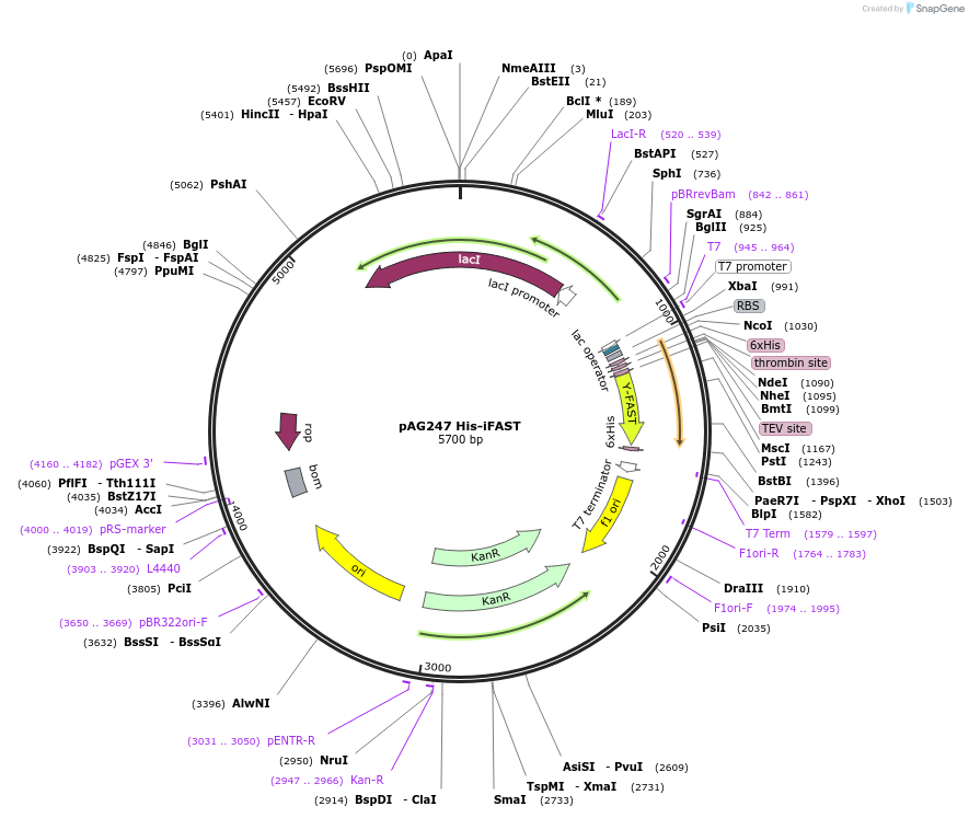 130808-plasmid-map-sequence-id-254929