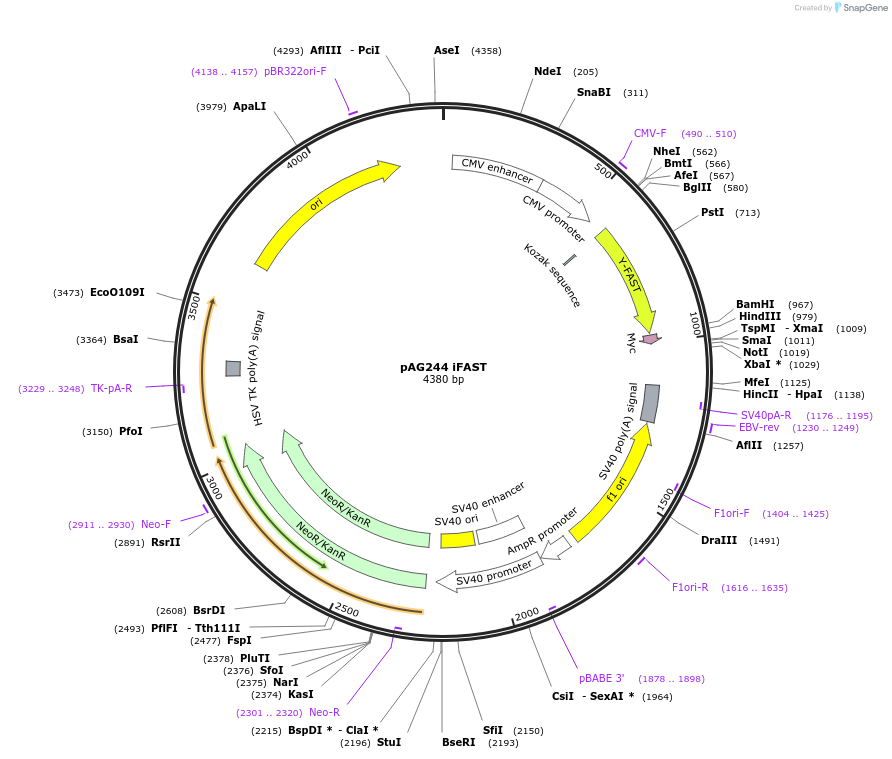 130809-plasmid-map-sequence-id-254932
