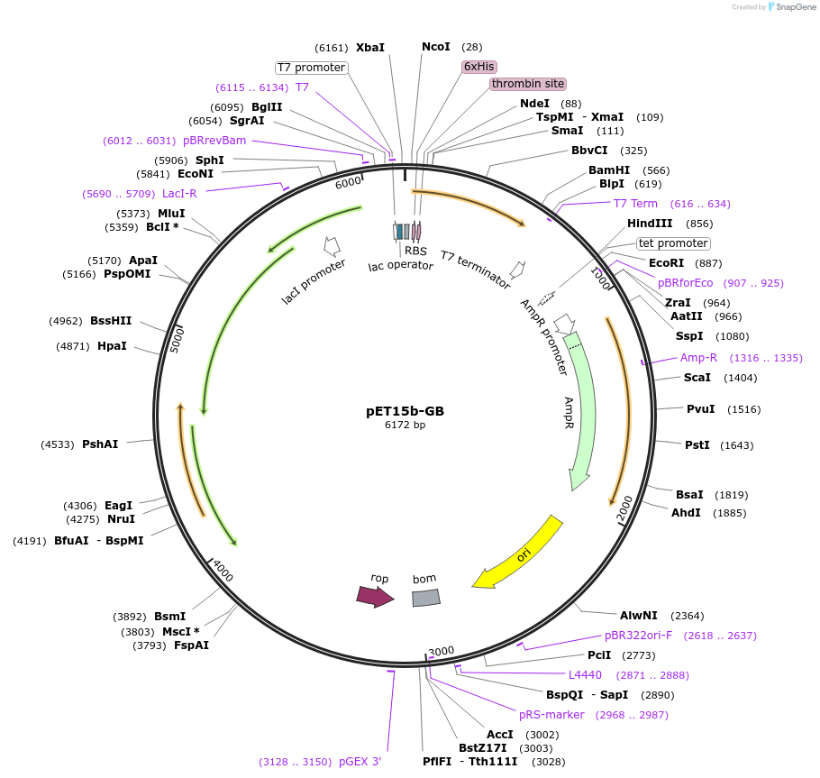129689-plasmid-map-sequence-id-254935