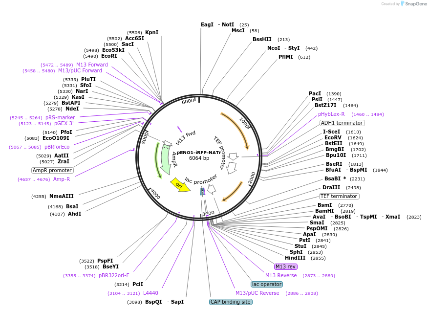 129731-plasmid-map-sequence-id-254938