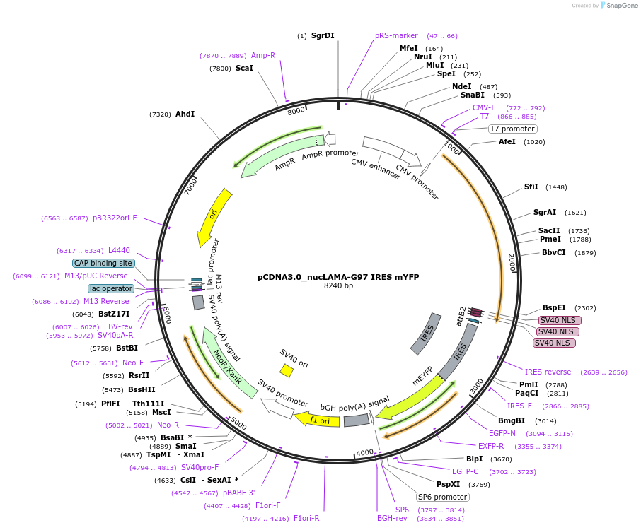 130713-plasmid-map-sequence-id-254943